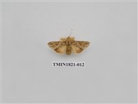 藏品(蔬菜害蟲)的圖片